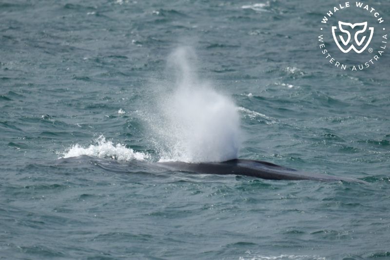 Whale Watch Western Australia