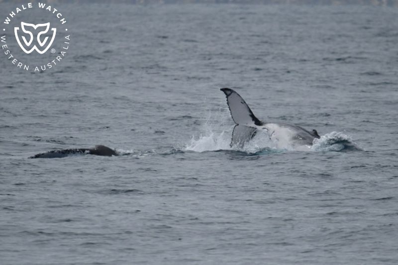Whale Watch Western Australia