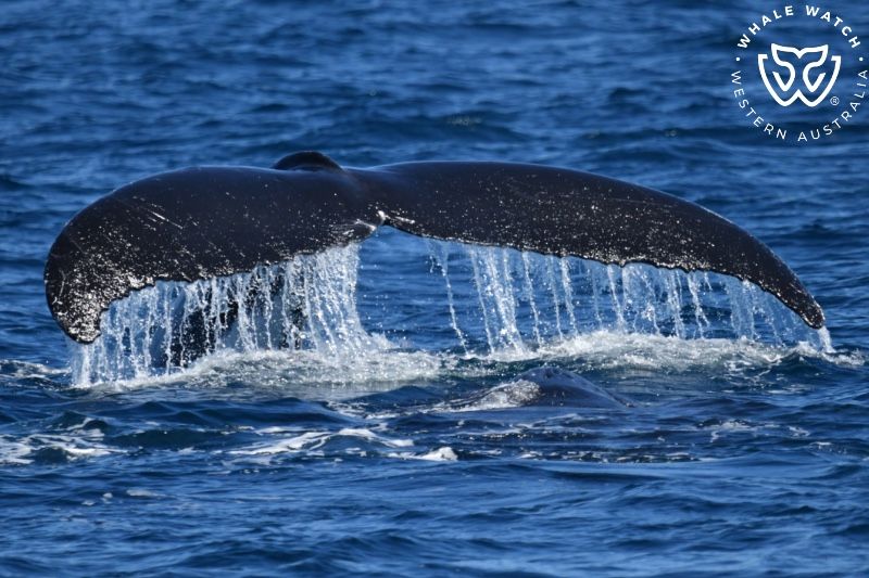 Whale Watch Western Australia