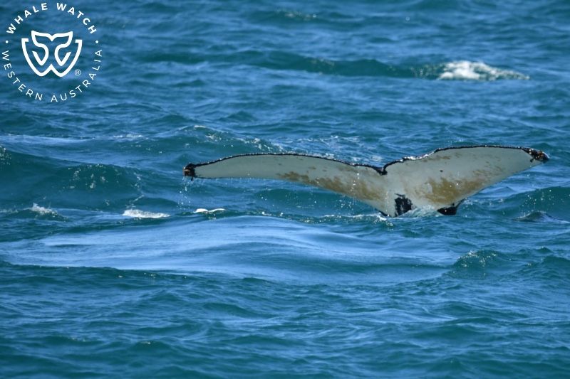 Whale Watch Western Australia