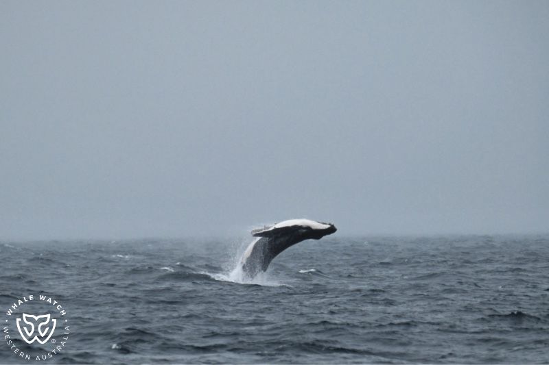 Whale Watch Western Australia