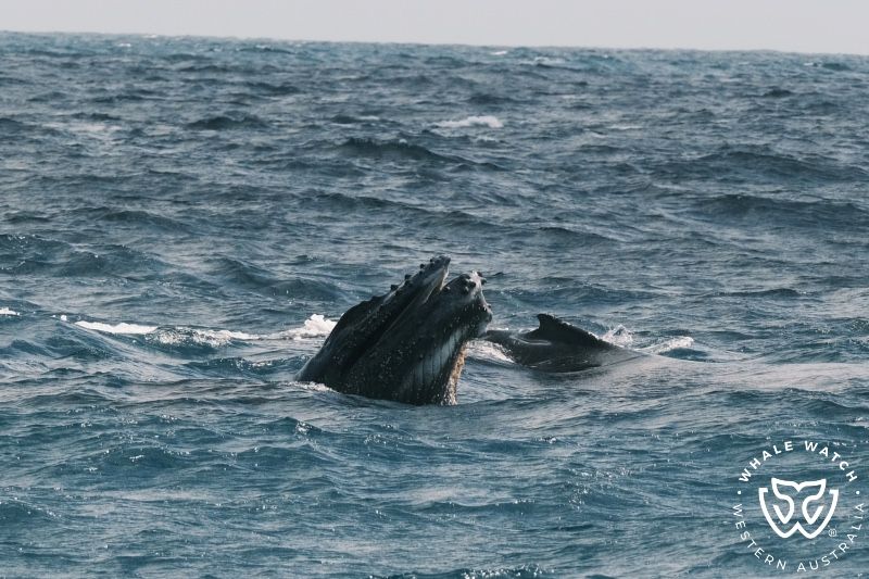 Whale Watch Western Australia