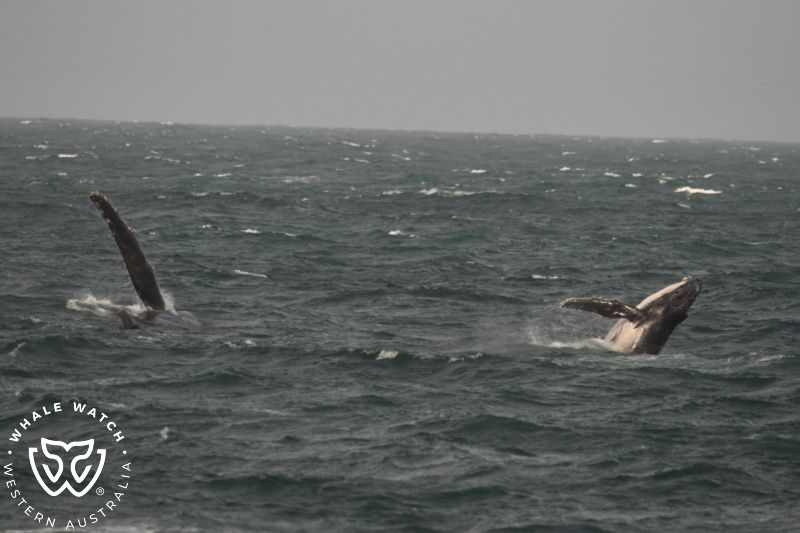 Whale Watch Western Australia