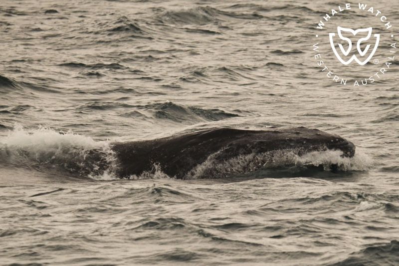 Whale Watch Western Australia