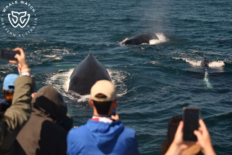 Whale Watch Western Australia