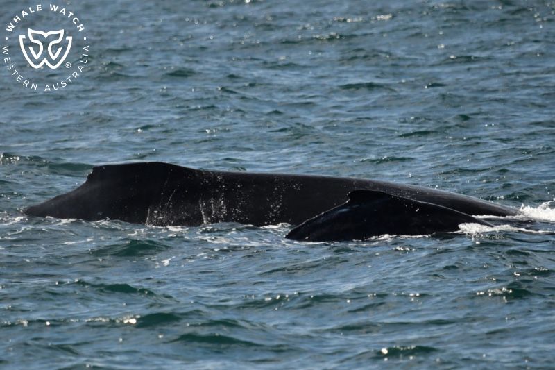 Whale Watch Western Australia