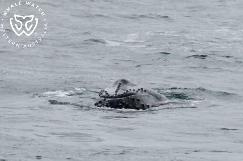 Whale Watch Western Australia