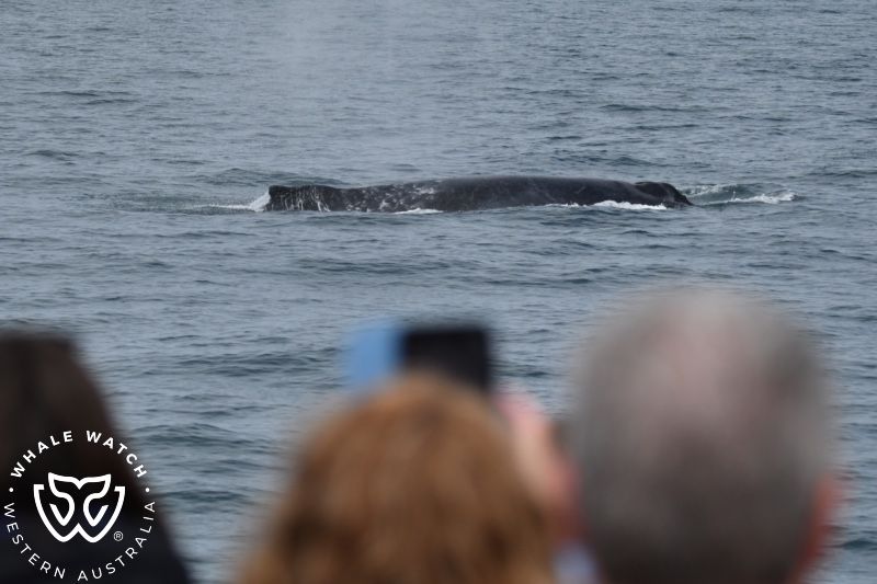 Whale Watch Western Australia