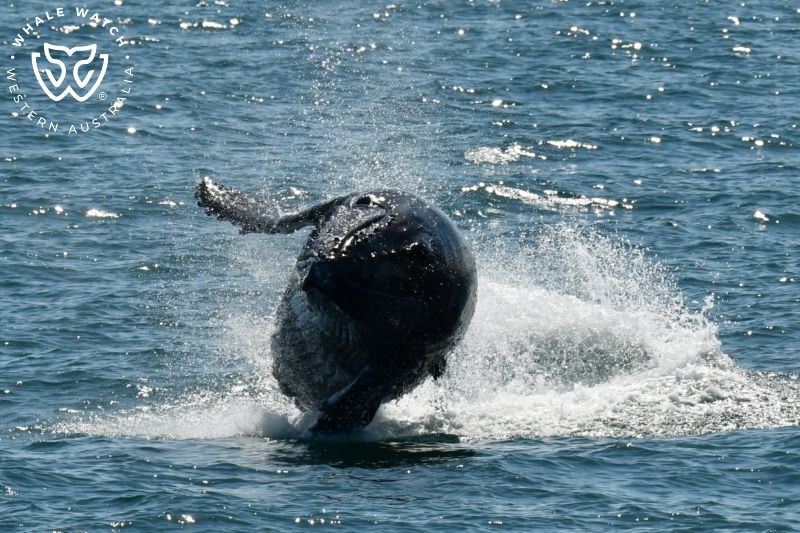 Whale Watch Western Australia