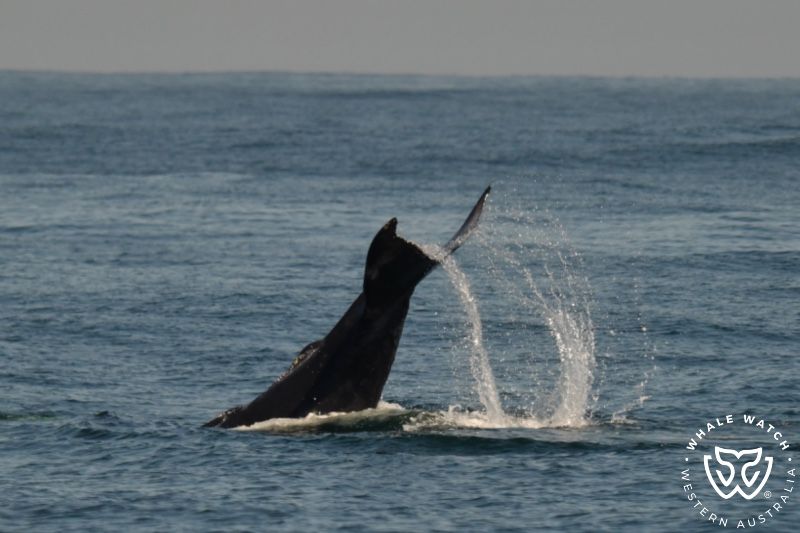 Whale Watch Western Australia