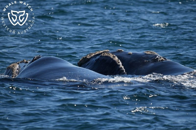Whale Watch Western Australia