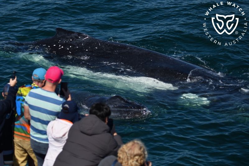 Whale Watch Western Australia