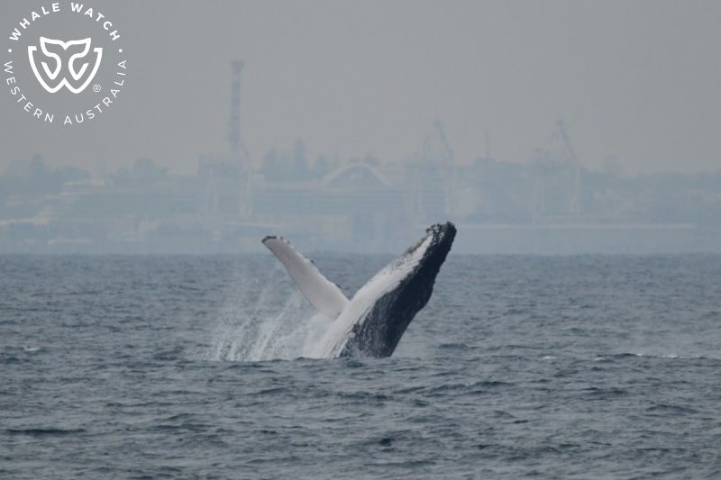 Whale Watch Western Australia