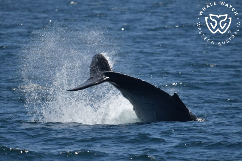 Whale Watch Western Australia