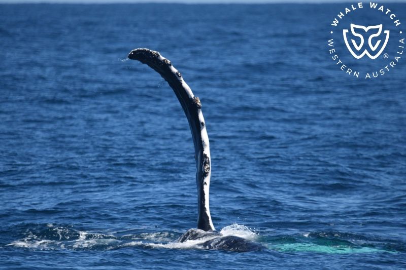 Whale Watch Western Australia