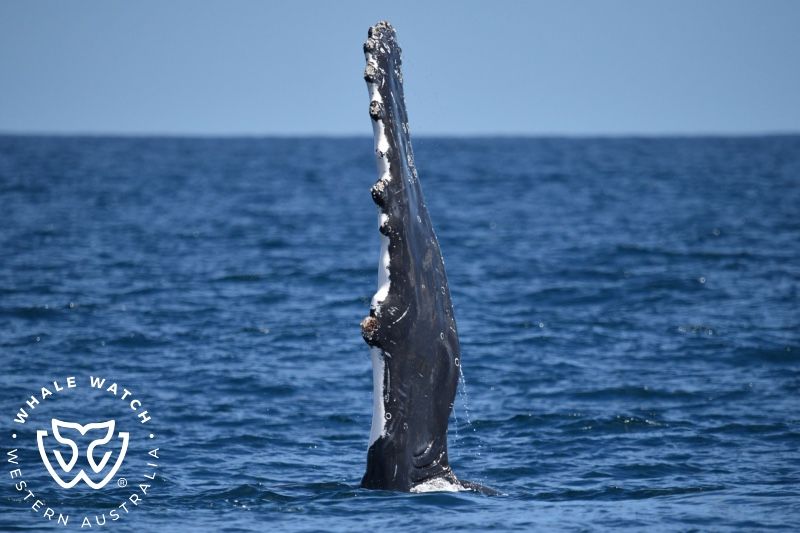 Whale Watch Western Australia