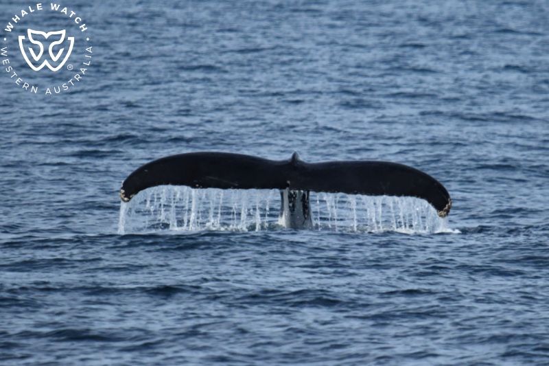 Whale Watch Western Australia