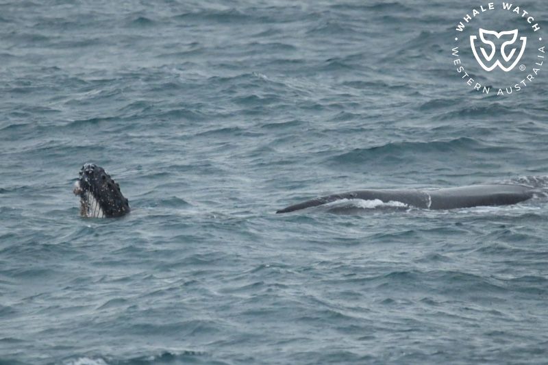 Whale Watch Western Australia