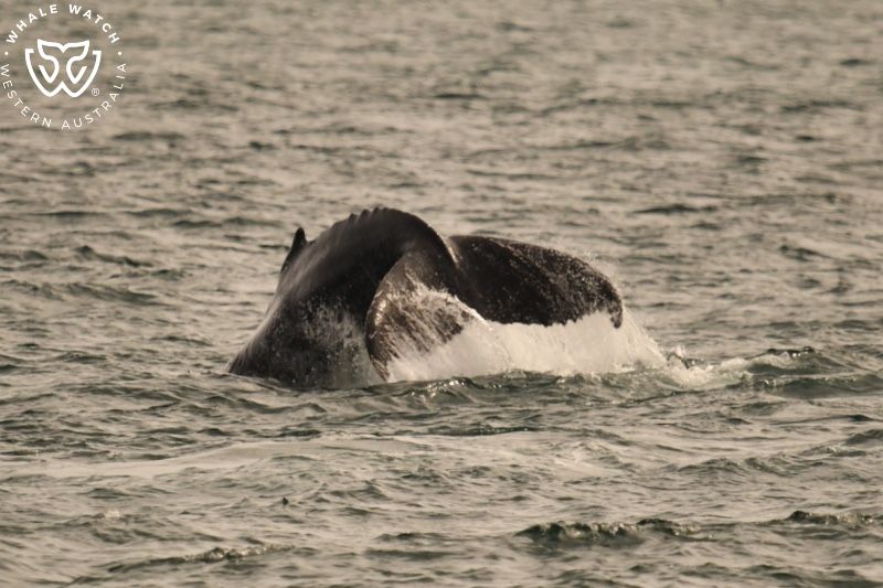 Whale Watch Western Australia