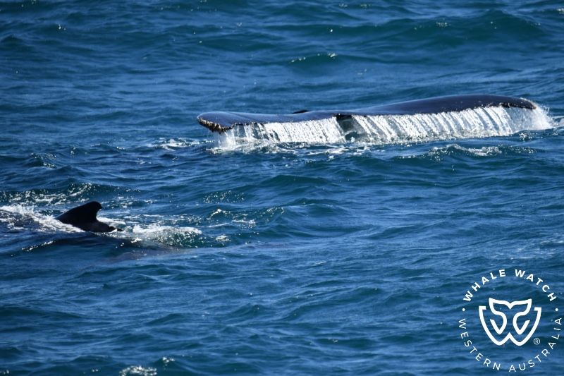Whale Watch Western Australia