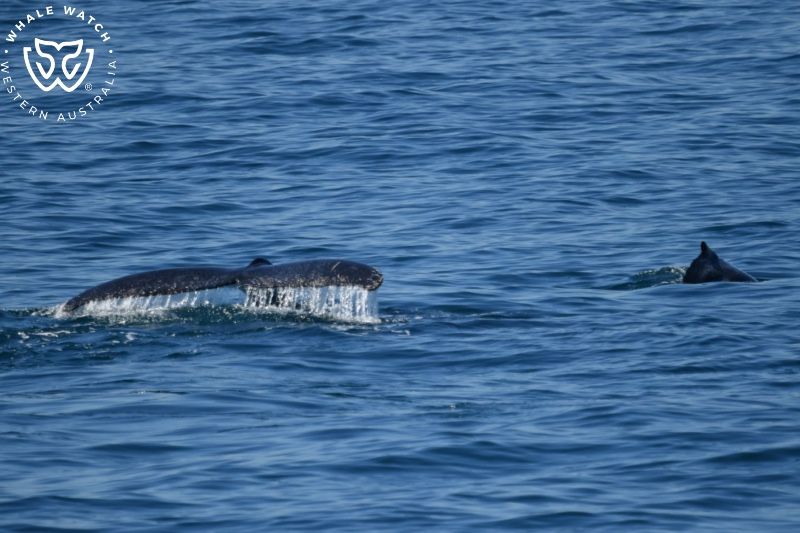 Whale Watch Western Australia