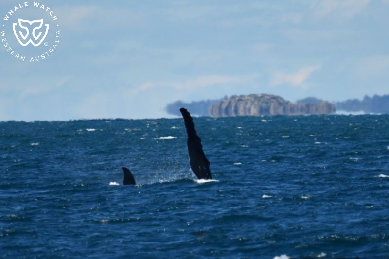 Whale Watch Western Australia