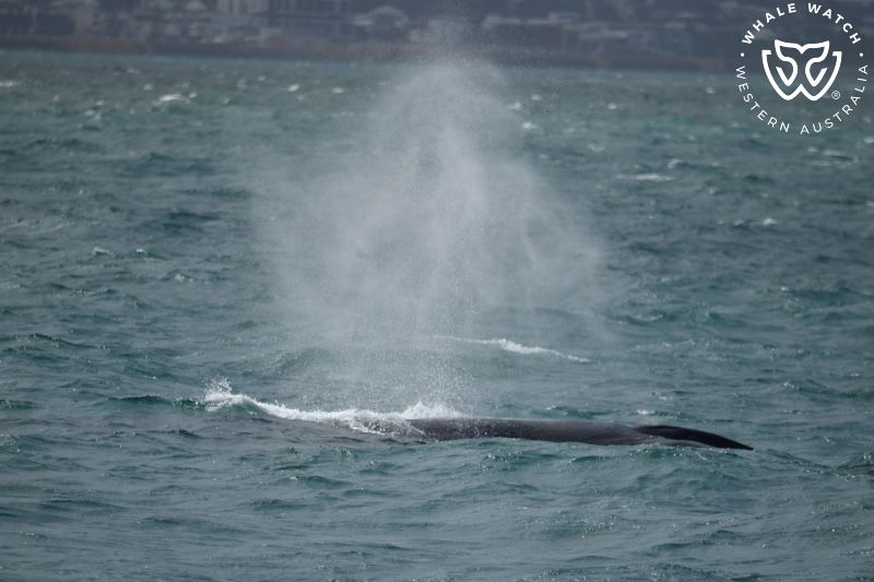 Whale Watch Western Australia