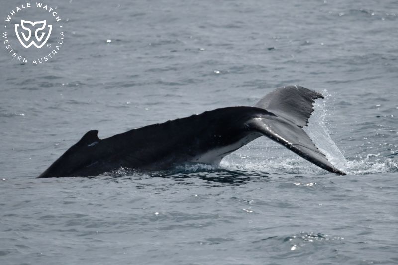 Whale Watch Western Australia
