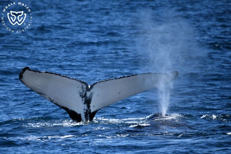 Whale Watch Western Australia