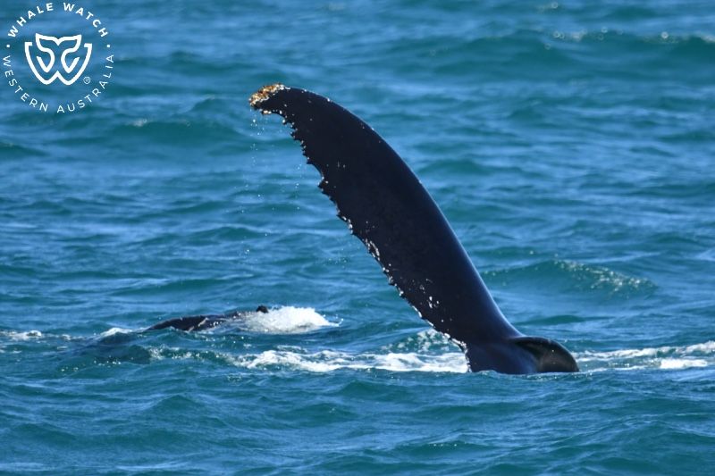 Whale Watch Western Australia