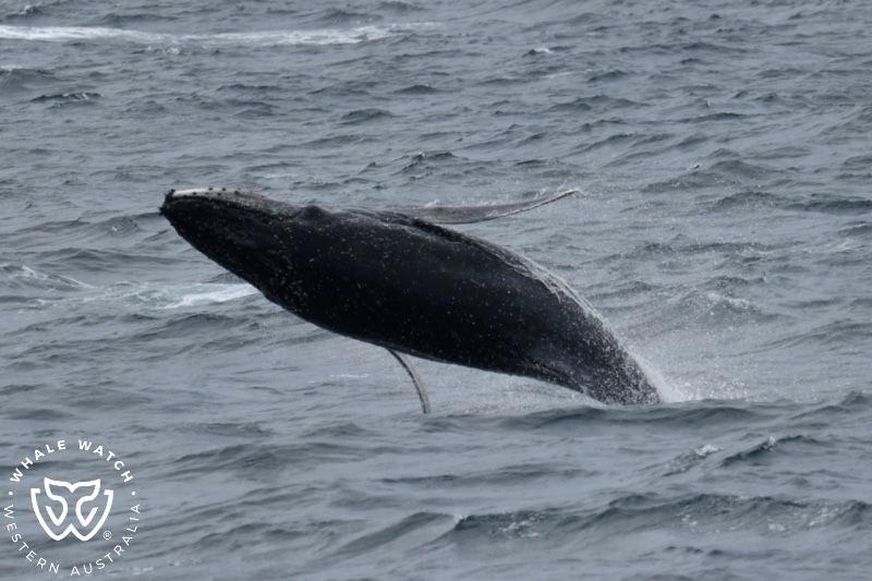 Whale Watch Western Australia