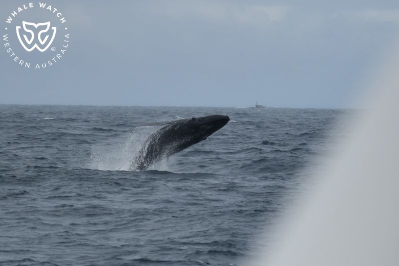 Whale Watch Western Australia