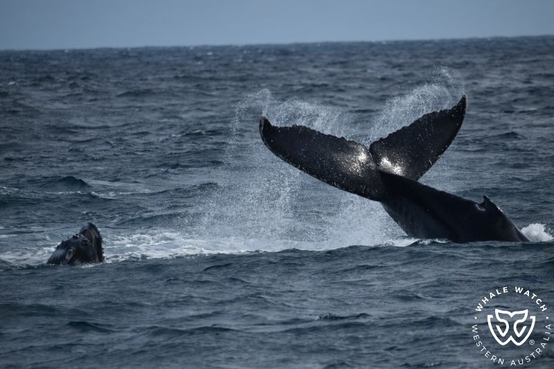 Whale Watch Western Australia