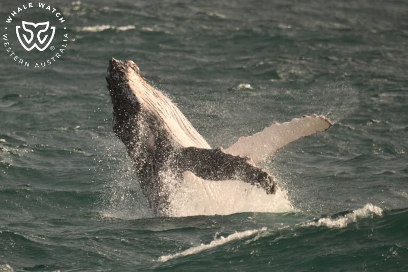 Whale Watch Western Australia