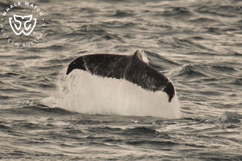 Whale Watch Western Australia