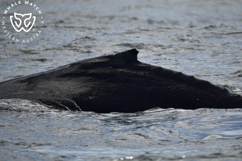 Whale Watch Western Australia