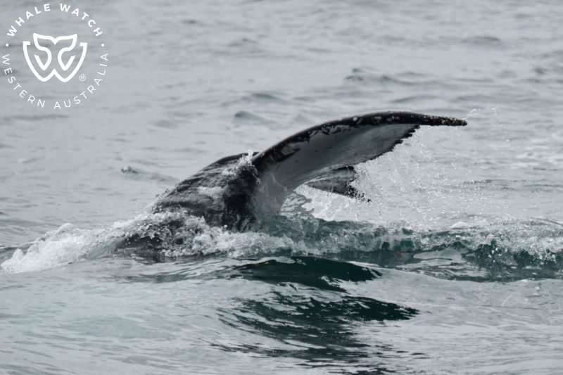 Whale Watch Western Australia