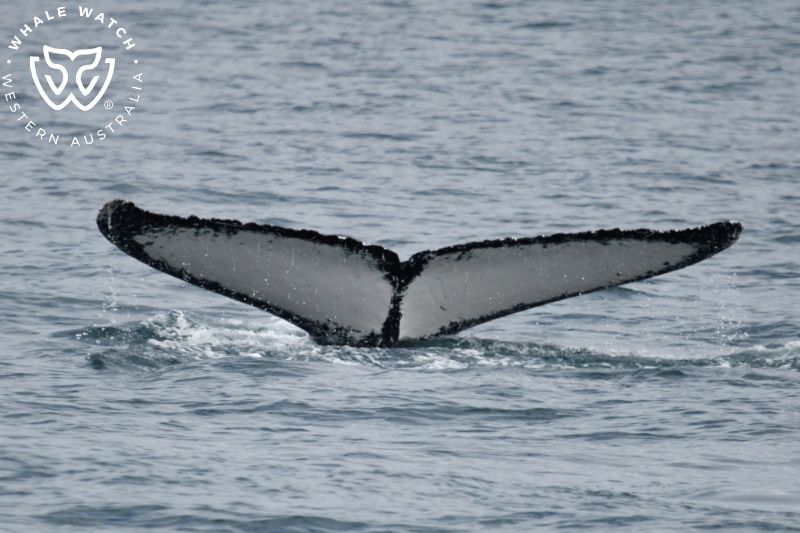 Whale Watch Western Australia