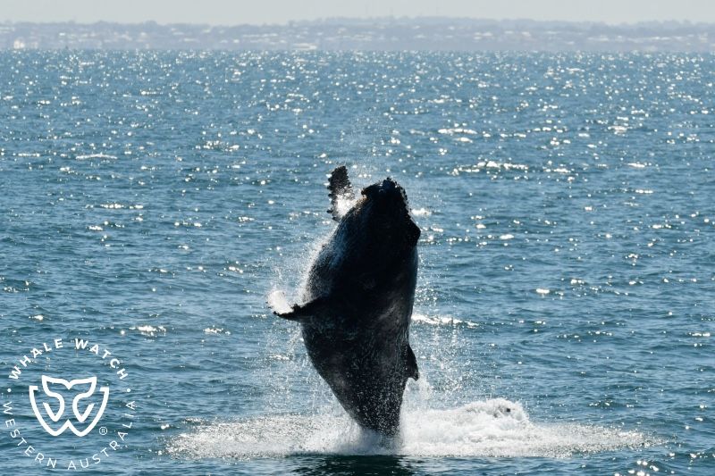 Whale Watch Western Australia