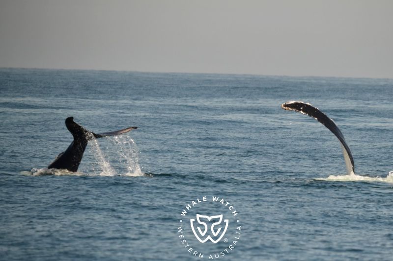Whale Watch Western Australia