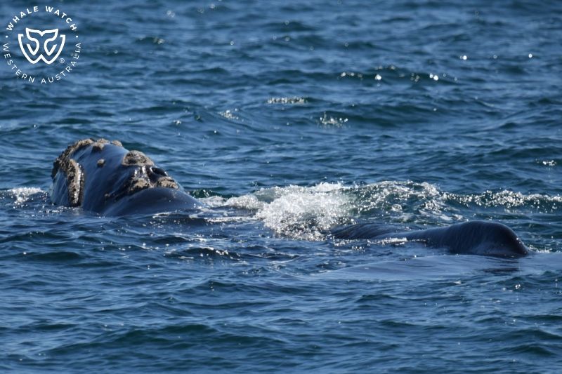 Whale Watch Western Australia