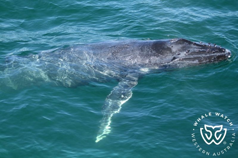Whale Watch Western Australia