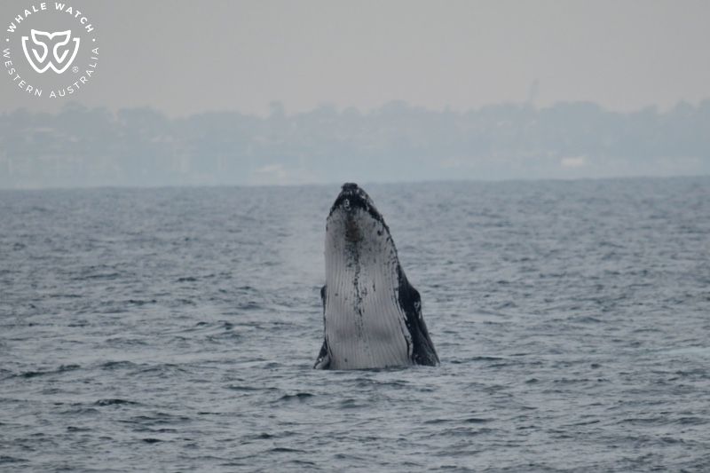Whale Watch Western Australia