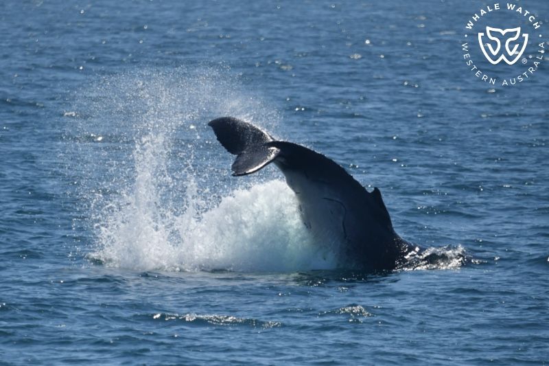 Whale Watch Western Australia