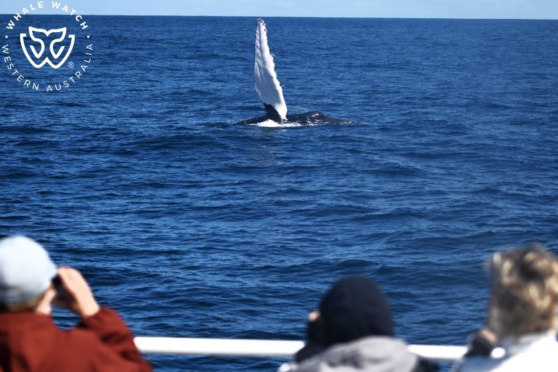 Whale Watch Western Australia