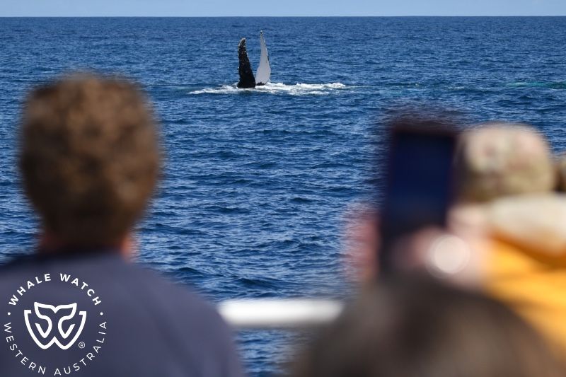 Whale Watch Western Australia
