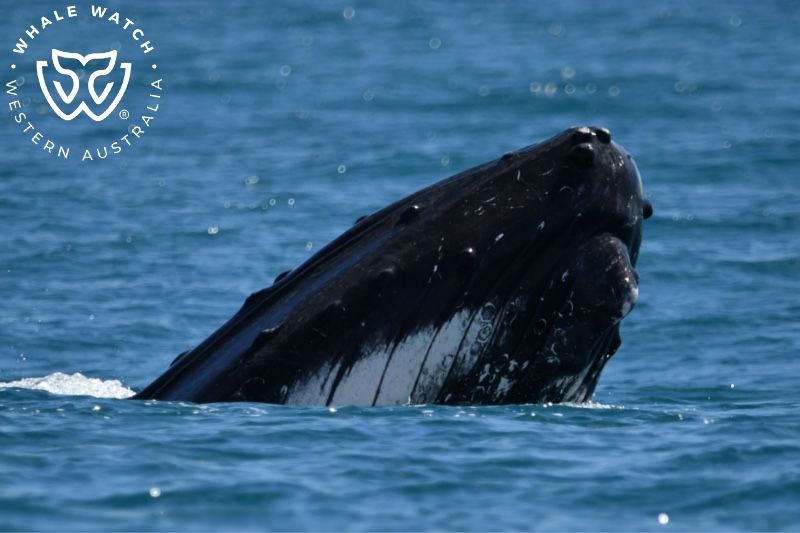 Whale Watch Western Australia