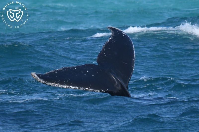 Whale Watch Western Australia
