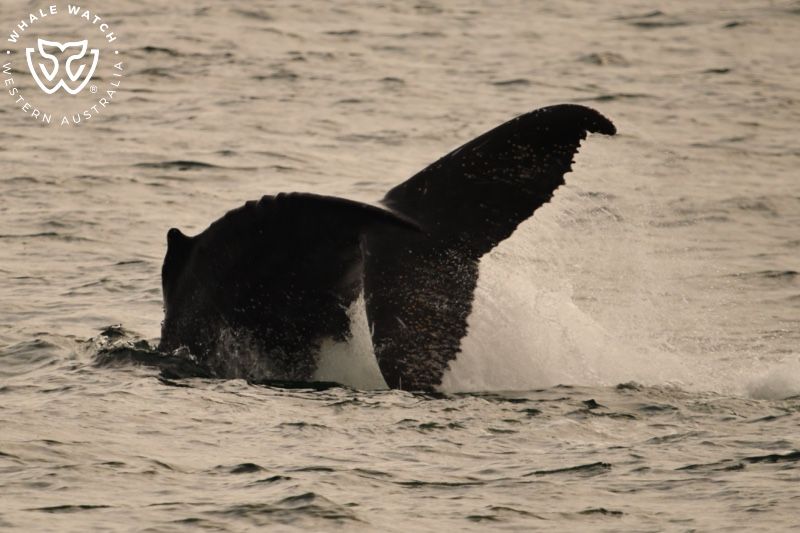 Whale Watch Western Australia