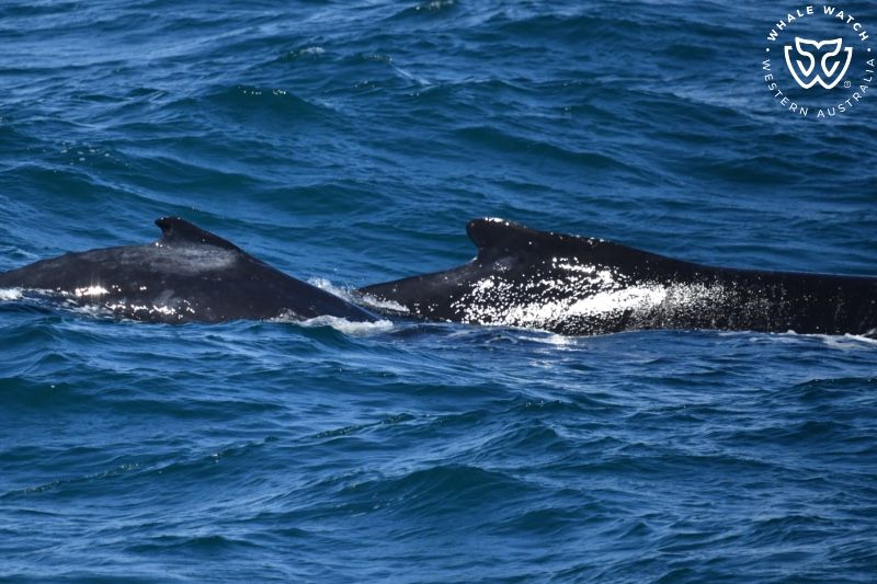 Whale Watch Western Australia